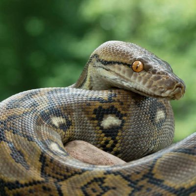 9ft Python who ran the streets of Cambridge 🐍