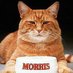 Morris Morris “The Cat” (@MMorrisPgh) Twitter profile photo