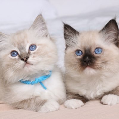 2sonsandfatcats's profile picture. Ass kicker extraordinaire