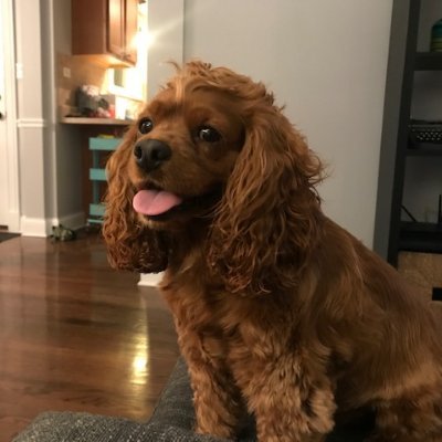 I'm a 4-year old Cockapoo with three kitty sisters, a super fun backyard and a penchant for belly rubs.