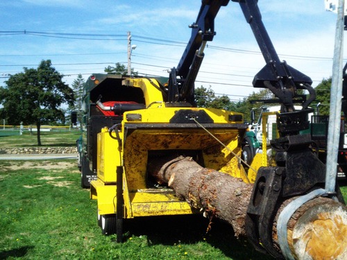 BoskyTreeCare's profile picture. Bosky Tree Care and Removal is a family tree and limb removal company that is happy to serve Boston, Cape Cod and the greater south shore area.