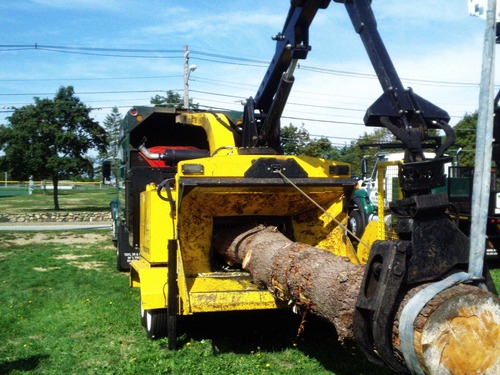 Bosky Tree Care and Removal is a family tree and limb removal company that is happy to serve Boston, Cape Cod and the greater south shore area.