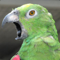 Home to a fledgling (hah! get it?) Twitch stream from a group of friends playing random games.  Focus on Monster Hunter (World and GenU), and World of Warships.