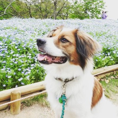 ファンタmix V Twitter 伊豆シャボテン公園 犬okで嬉しい