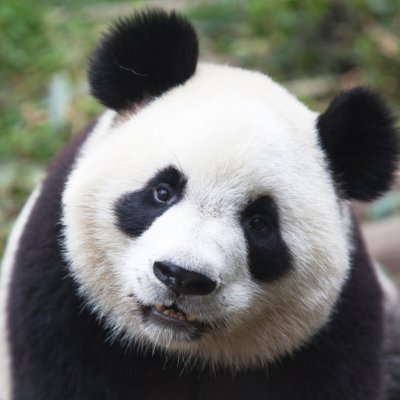 Panda Eats Food is a recipe blog with food from around the world. Visit and enjoy! 

https://t.co/DdX9ZFab7S