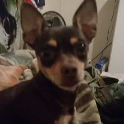 REBEL_DEMON_BOY's profile picture. I am trying to be a youtuber