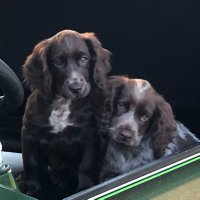 NoSeeUm (@captain_noseeum) 's Twitter Profile