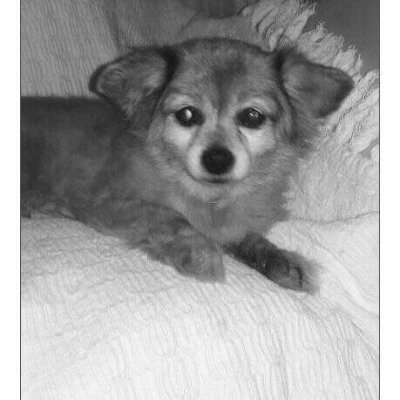 axelproname3's profile picture. 