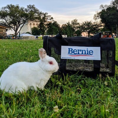 Hello everybunny! I am so excited to elect @BernieSanders aka Bunny Sanders to be the next president of the United States!