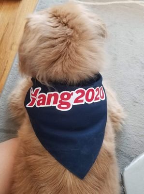 SLP, dog lover
#yanggangforever #womenforyang