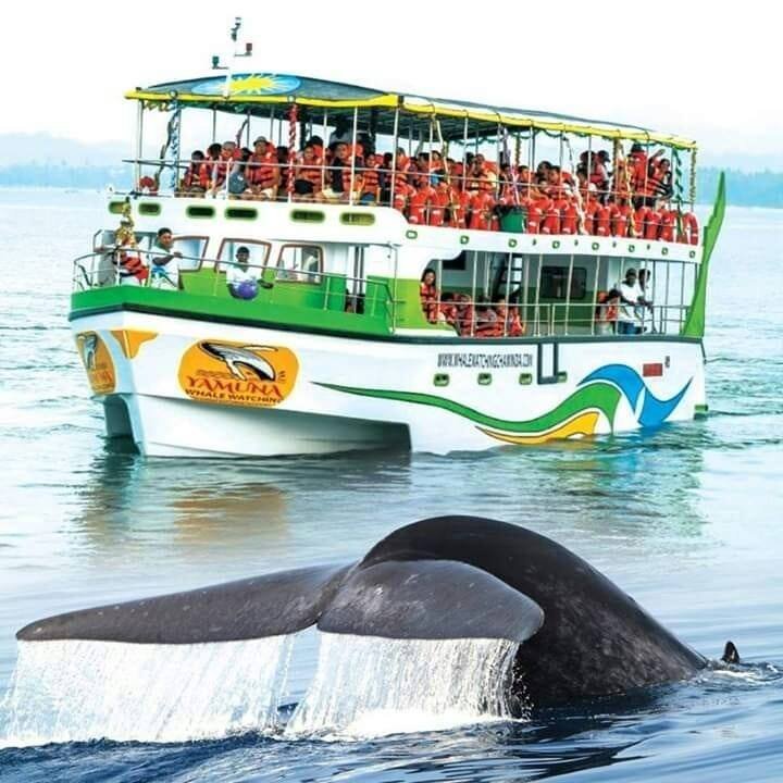 3hrs sea tour| see #BlueWhale #KillerWhale( #Orca) #SpermWhale #BrydesWhale |Species of #Dolphins
Licensed Whale Watching tour operator|Luxury Passenger Cruiser