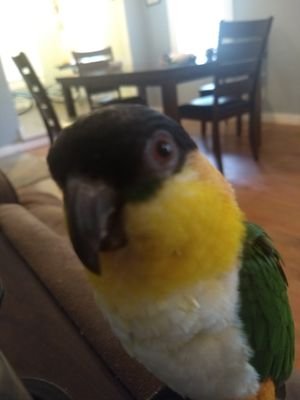 I'm a three year old black capped caique parrot. My name is bandit, but I also go by pickle. I AM the party! I'm a beloved parrot son and lover of Mr. Duck's.