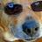 swpolitzer's profile image