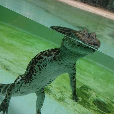 miyaaaaa_mt's profile picture. straykids
あずき🐶だいず🐶

ワニ愛強め🐊🐊🐊💕💕💕