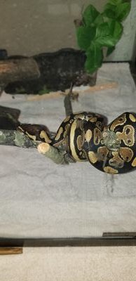 shadowfox210's profile picture. 