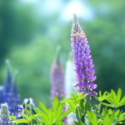 Lupinus21368063's profile picture. ボーカルユニット Lupinus 令和元年満を持して結成！結成記念1st Concert 10/5(土)開催決定！！ / お仕事の依頼はこちらまで →💌lupinus.music@gmail.com