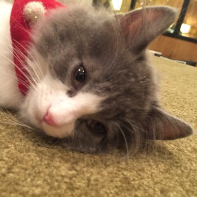 ねこ丸 さっきのマツコ会議で年商4億で嫁が元キャバ嬢 家にプール付きリフォーム5千万 青汁王子と同じにおいがするぞ 笑