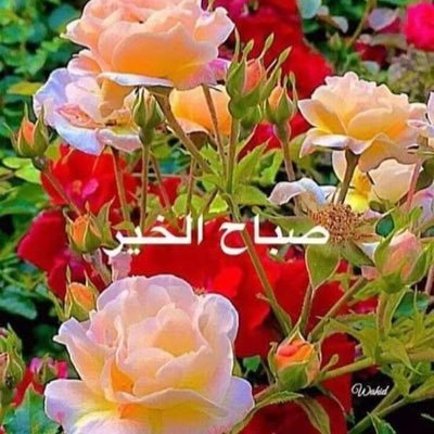 سبحان الله وبحمده سبحان الله العظيم