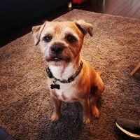Ollie Border Terrier(@OllieTerrier) 's Twitter Profile Photo