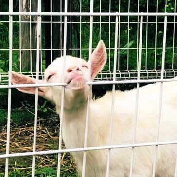 動物 動物 音楽 動物 キャンプ 動物 パンク 動物 あとバイク🏍