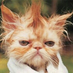 Ебачот од Никарагва (@cherga_omnes) Twitter profile photo Ебачот од Никарагва (@cherga_omnes) Twitter profile photo