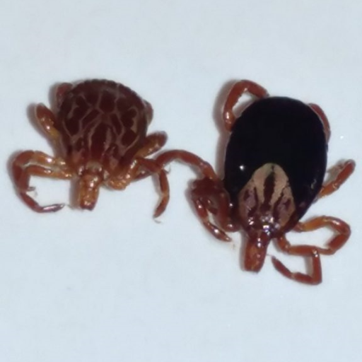 Illinois Tick Inventory Collaboration network (I-TICK) is a passive surveillance program to gather information about ticks of public health concern in Illinois