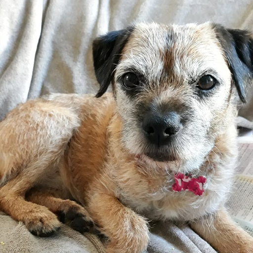 Hi I'm Maisy. Adopted from Dogs Trust in Nov 18 to keep Mum company. Proud successor to Indie 17.09.00 - 13.12.16 #btposse Also on Insta maisyborderpup