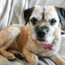 borderpup (@borderpup) Twitter profile photo borderpup (@borderpup) Twitter profile photo