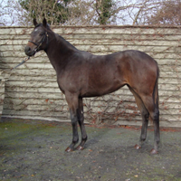 airliestud (@airliestud) 's Twitter Profile