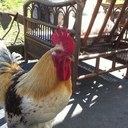 Janie Bowman Dube - @JaneDube - Twitter