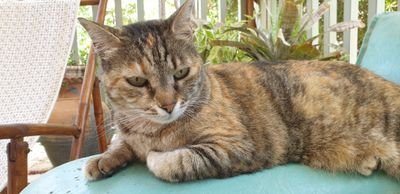 Dina88640679's profile picture. 