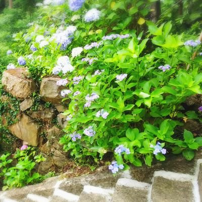 夏ノ月さんのプロフィール画像