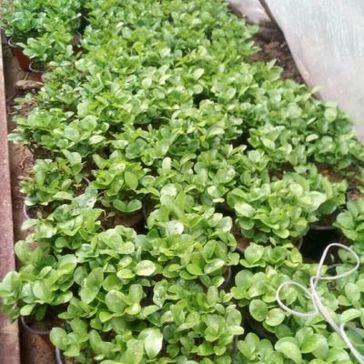 golhayeziba's profile picture. لا تستوحشوا فی طریق الهدی لقلة اهله