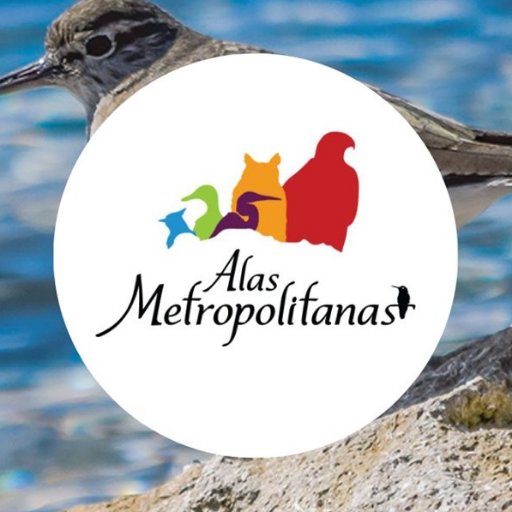 Festival Mundial de las Aves Alas Metropolitanas
Área Metropolitana de la Cuenca del Valle de México
Conservación de las aves y sus hábitat #AlasMetropolitanas