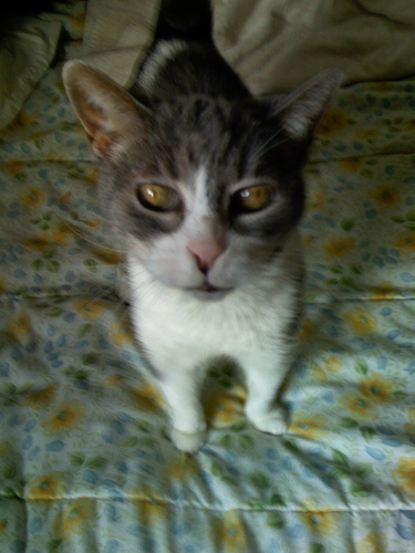 catpolka's profile picture. It is the dawn of the great Cultural and Spiritual Renaissance. Oh and yes, #catsrule