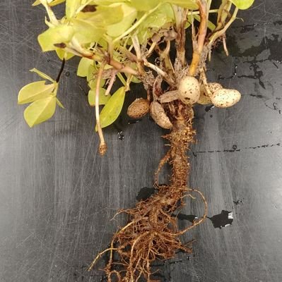 Our lab at the U. of Florida (PI: Dr. Grabau) focuses on nematode management in agronomic and horticulture systems, primarily in northern Florida.