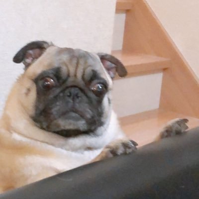 pDMausb6uFs6oxN's profile picture. パグ娘あずき(2015年4月生まれ)と飼い主の日常アカウント※飼い主もあずきもコミニュケーション能力ぽんこつですがよろしくお願いします