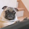 pDMausb6uFs6oxN's profile picture. パグ娘あずき(2015年4月生まれ)と飼い主の日常アカウント※飼い主もあずきもコミニュケーション能力ぽんこつですがよろしくお願いします