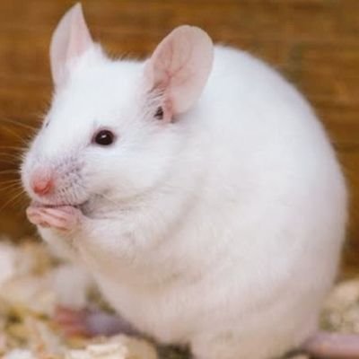トラジャーノン ºwº 死んだ奴は負けだ 負けた奴は裸になるって決まっている ジャグラー 麻雀放浪記 出目徳 九蓮宝燈 ドサ健 坊や哲 名言集 トラジャーノン ºwº 死んだ奴は負けだ 負けた奴は裸になるって決まっている ジャグラー 麻雀放浪記 出目徳 九蓮宝燈 ドサ健 坊や哲 名言集