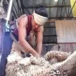 chikkie sheep shearer