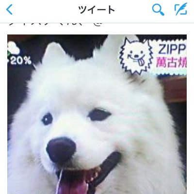 y1026y1's profile picture. ワンコ３匹癒されてます 幸せ 幸せ 幸せ ポーランドシープ ラブMIX サモエド だよ