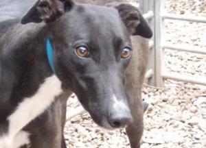 geordiebint's profile picture. Wife, Mother, Daughter, friend and me.