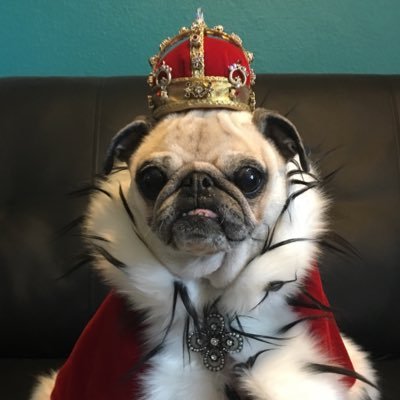 zira_pug Profile Picture