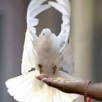محمد السلامي (@hmzfppza6fvrj0h) 's Twitter Profile