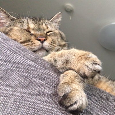 nejineji1129's profile picture. 干支がトラの35歳🐯 2016.12入籍🌹 アプリで基礎体温つけながらの自己流タイミングを約半年→2019.3.3～名古屋のクリニックに通院開始！ 通院の記録と情報収集と同志探しに登録🙏体外受精へステップアップ！採卵①移植①🙅🏻メモ・夫婦の染色体検査、トキソプラズマ @nejineji0113