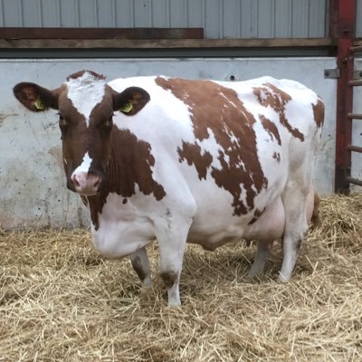 Dairy/Sheep farmers and Arla members agricultural/ bulk haulage contractors. Heron Ready mix concrete