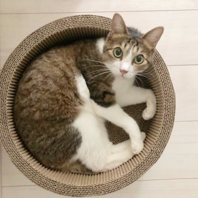 Reiko Shimada Pa Twitter かわいい表紙が目印の占い本 来れば ねこ占い屋 Nekohijutsu 自分と他者 それぞれの性質とやみ なつかせ方 を知り 猫のようにのびのび生きたい人のココロに寄り添う一冊 今週末の詩とお菓子の会にも持ち込みます おしゃべりのネタ