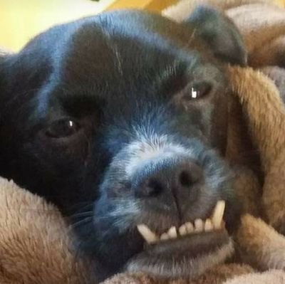 rosacanodlaosa's profile picture. 