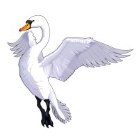 The Swansea City Post (@swanseapost) 's Twitter Profile