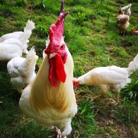 Christian Rothwangl 🐣 (@rothwangl) Twitter profile photo